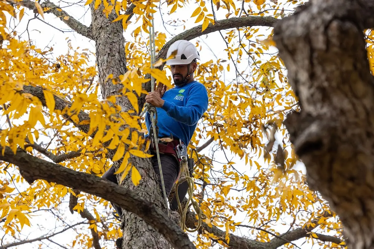 Skilled Storm Damage Cleanup crew working in Harmony