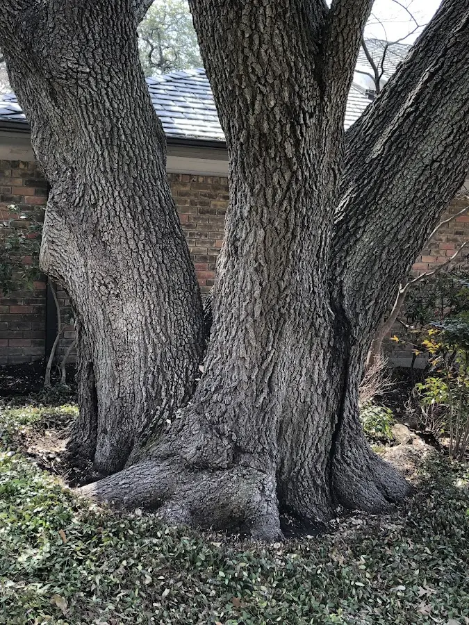 Mature heritage tree close to a Harmony property cared for by certified arborists